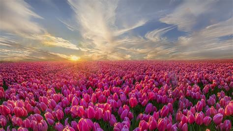 Top 50 Hình Nền Hoa Tulip Lung Linh Cực đẹp Cho Máy Tính