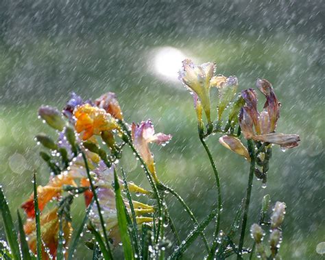 Rainy Day Photography Tips Discover Digital Photography