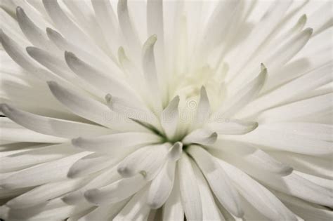 White Chrysanthemum Flower Macro Floral Texture Stock Photo Image Of