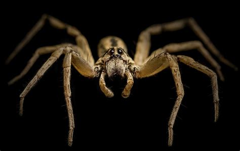 Seattle Man Sets House On Fire While Trying To Kill Spider Officials