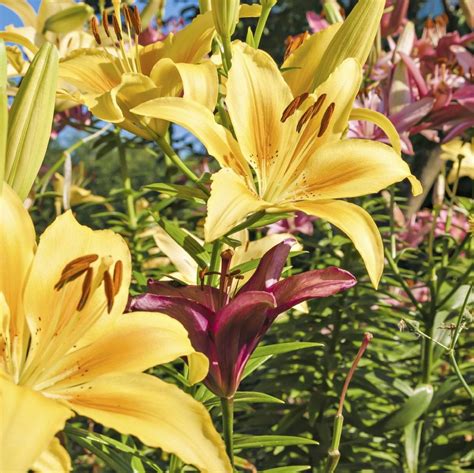Common Lily Varieties Types Of Lilies And When They Bloom Gardening