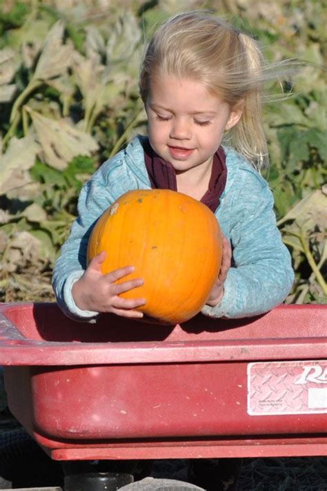 Maybe you would like to learn more about one of these? Pick Your Own pumpkins at The Walter's Farm Pumpkin Patch ...