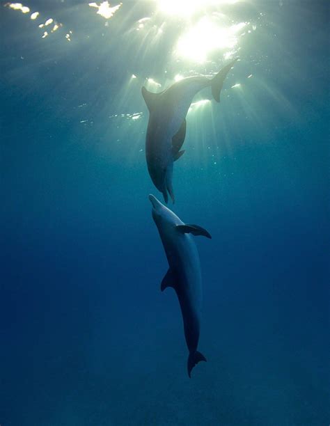 Dolphin Couple Wildquest Wild Dolphin Swims Bahamas