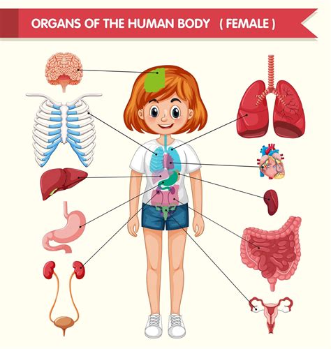 Scientific Medical Illustration Of Organs Of Human Body 1361036 Vector