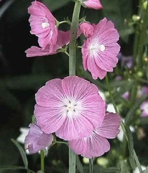Miniature Hollyhock Seeds Prairie Mallow Free Shipping Etsy In 2022