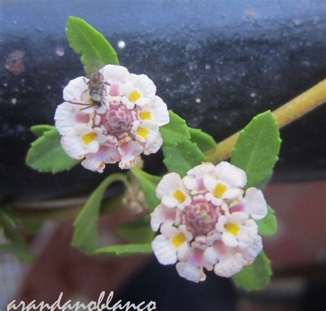 Arbustosensevilla Encinarosa Phyla Nodiflora Lippia Repens Planta