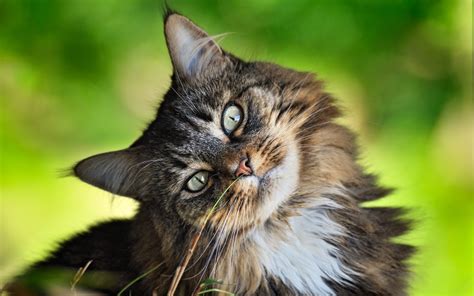 Online Crop Selective Focus Photography Of Brown Long Furred Cat Hd