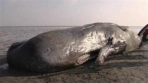 Huge Sperm Whale Washes Up On Kent Beach Bbc News