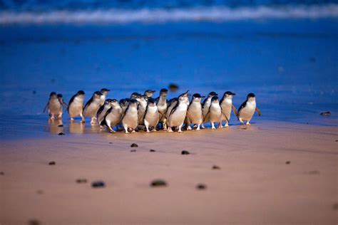 Phillip Island Penguin Parade Livestream