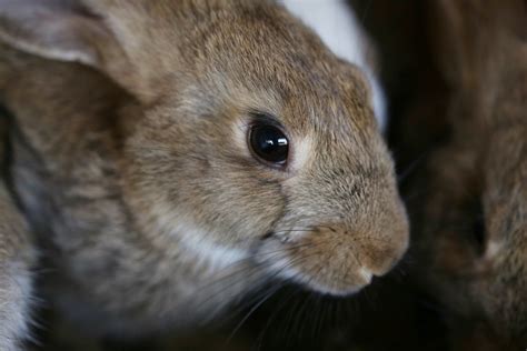 Treating a Sneezing Rabbit? | ThriftyFun