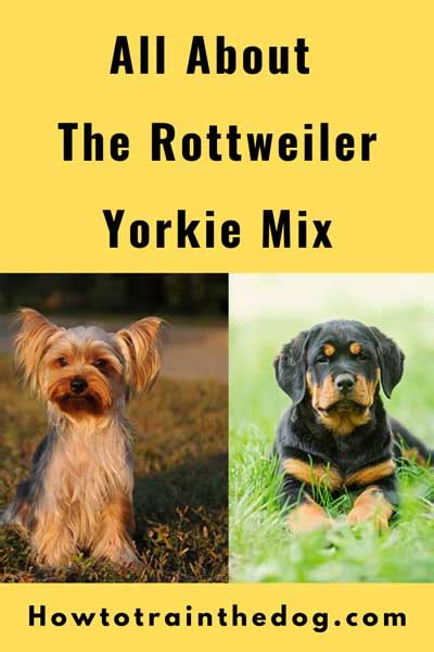 All About The Rottweiler Yorkie Mix With Pictures How To Train Your Dog