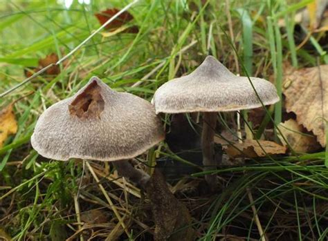 Главная → красная книга → растения → грибы → паутинник фиолетовый cortinarius violaceus (l.) gray. Cortinarius hemitrichus, Frosty Webcap mushroom