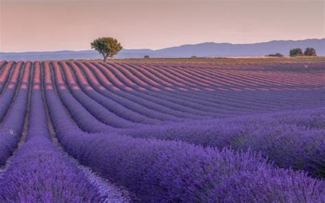 Lavender Field Stretching For Miles Hd Wallpaper Background Image