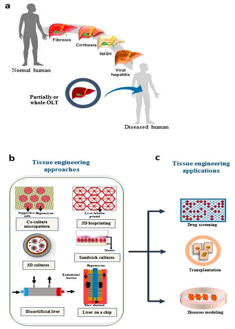 Tissue Engineering In Liver Regenerative Medicine Encyclopedia Mdpi