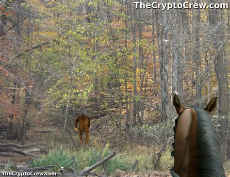 Horse Riders Encounter Bigfoot The Crypto Crew