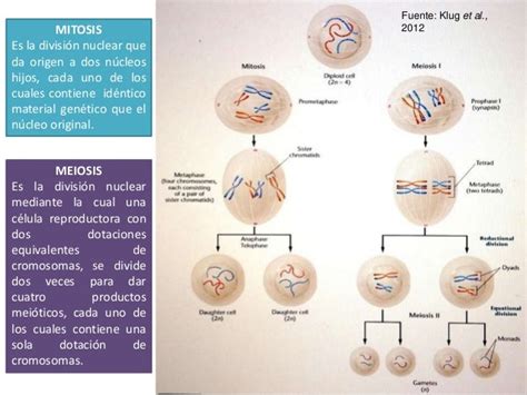 Meiosis