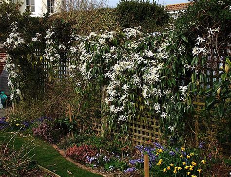 Read our tips on caring for clematis; Clematis armandii - Plant ID @ HCP