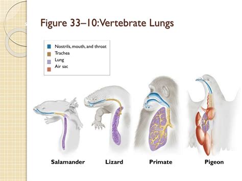 Ppt Comparative Anatomy Animal Body Systems Respiratory System
