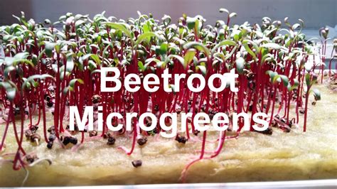 Check spelling or type a new query. How to grow beetroot microgreens, in Ikea Vaxer LED grow ...