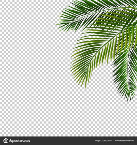Border With Palm Leaf Isolated Transparent Background Stock Vector