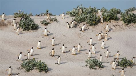 Gentoo Penguins Pygoscelis Papua On A Sand Dune Falkland Islands