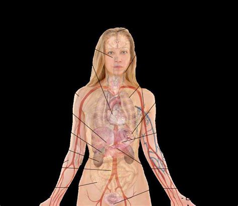 Photos Female Human Body Parts Human Female Internal Organs Anatomy D Cgtrader Learn
