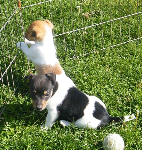 Adorable jack russell puppies just waiting for you and your family. Miniature Jack Russell Puppies | Southend On Sea, Essex | Pets4Homes