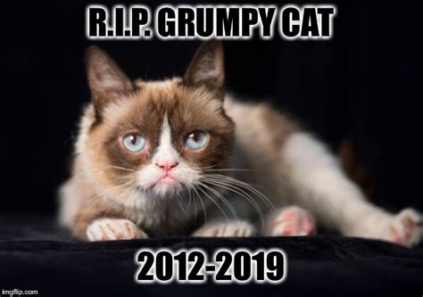 Meme Generator Grumpy Cat Rumaisa Peck