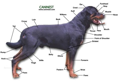 Conformation Guardian Rottweilers