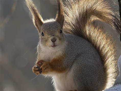 The Most Cute Squirrel Hd Desktop Wallpaper Widescreen