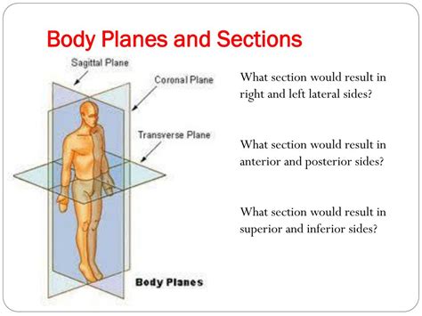Ppt Human Anatomy And Physiology I Powerpoint Presentation Free