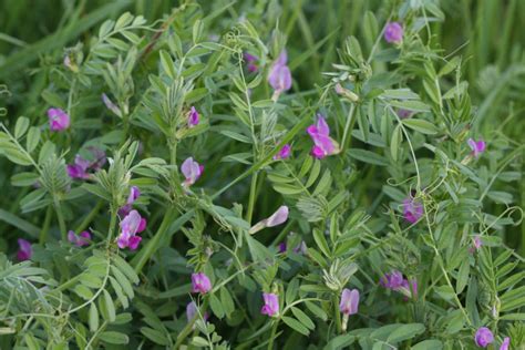 Organic Common Vetch Pawnee Buttes Seed Inc