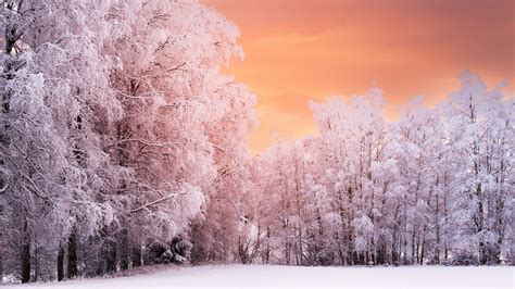 We did not find results for: Wnter Forest Sunset Wallpapers | HD Wallpapers | ID #19389