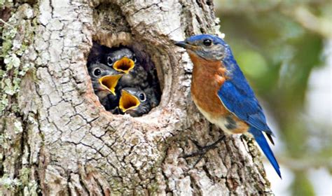 The Bluebird Nest Eastern Bluebird Nesting And Mating Habits Daily Birder