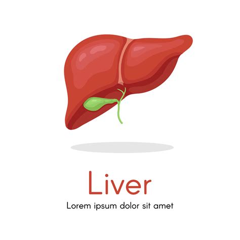 Human Liver Anatomy Structure Vector Hepatic System Organ Digestive