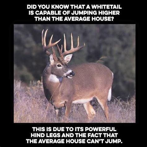 37 Best Funny Deer Hunting Meme Images On Pinterest Deer Hunting Elk