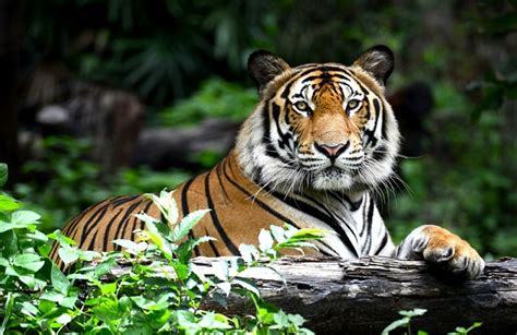 Sumatran Tiger Natural History On The Net