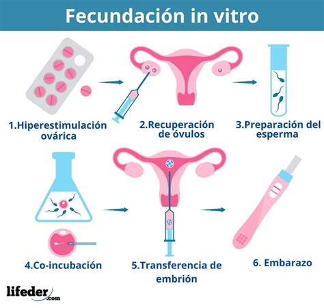 Fecundación humana qué es cómo ocurre proceso