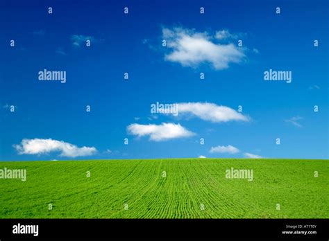 Green Field And Blue Sky With White Fluffy Clouds Stock Photo Alamy