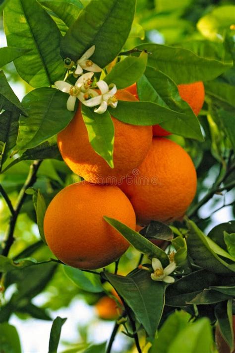 Oranges Growing On Tree Stock Photo Image Of Healthy 95912678