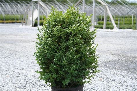 Buxus Green Velvet Boxwood Marksmen Landscaping Llc