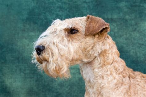 lakeland terrier dogs breed information omlet