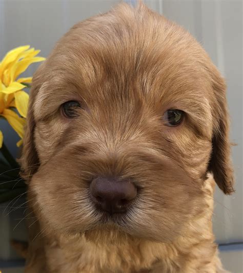 Our multigenerational australian labradoodle puppies are bred for excellent health, therapy line temperaments, stocky conformation, and heritage manor labradoodles is nestled in the village of walton hills, ohio, a suburb of cleveland, twenty minutes from cleveland hopkins international airport. Shiloh and Harrison had puppies Feb 28-medium Australian ...