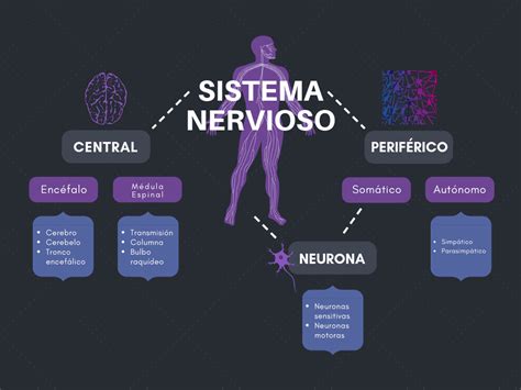 Mapa Mental De Sistema Nervioso Para Ninos Tips Boni Images