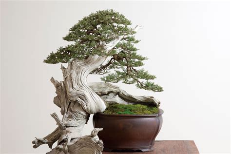 Bonsai's purpose is to evoke reflection on the viewer's part and. Can a Couple of Americans Transform the Ancient Art of ...