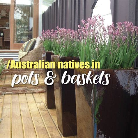 Growing Australian Natives In Pots And Baskets About The Garden Magazine