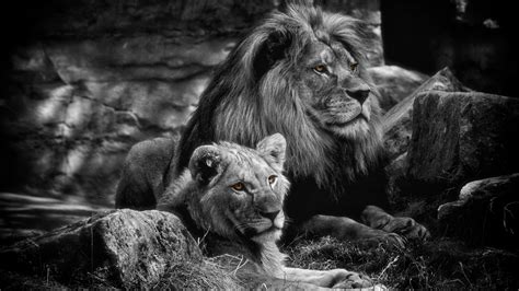 If you're looking for the best lion wallpaper hd then wallpapertag is the place to be. Male and Female Lion 4k Ultra HD Wallpaper | Background ...