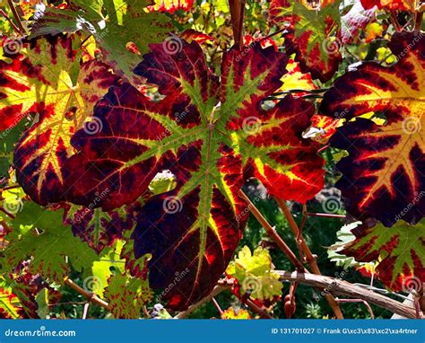 Colorful Vine Leaves In Autumn Stock Image Image Of Agriculture
