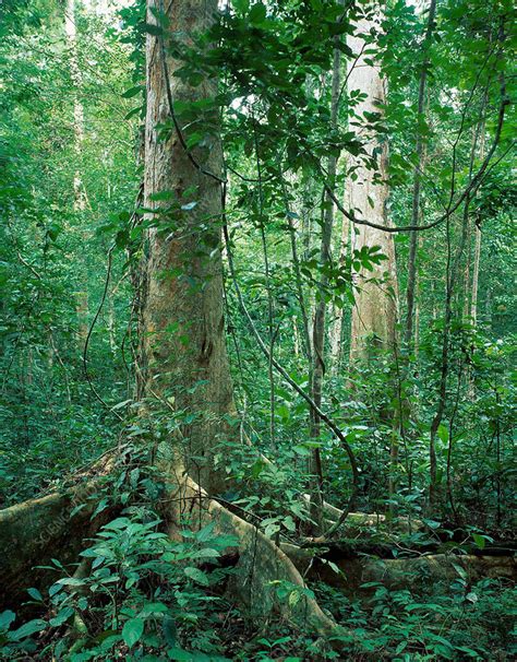 Rainforest Tree Leaves