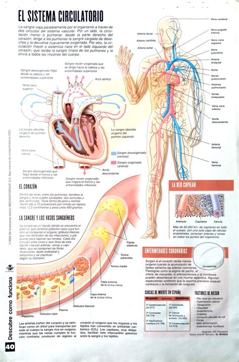 Sistema Circulatorio Infografia Anatomia Del Sistema Circulatorio